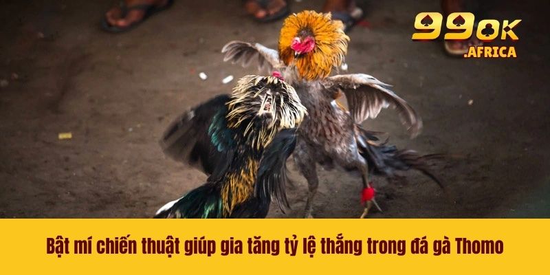 Đá Gà Thomo - Bộ Môn Cá Cược Thú Vị Đình Đám Nhất Năm 2026 4 Bật mí chiến thuật giúp gia tăng tỷ lệ thắng trong đá gà Thomo