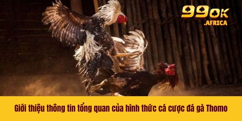 Đá Gà Thomo - Bộ Môn Cá Cược Thú Vị Đình Đám Nhất Năm 2026 2 Giới thiệu thông tin tổng quan của hình thức cá cược đá gà Thomo